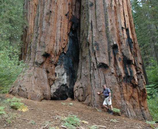 A giant squoia tree