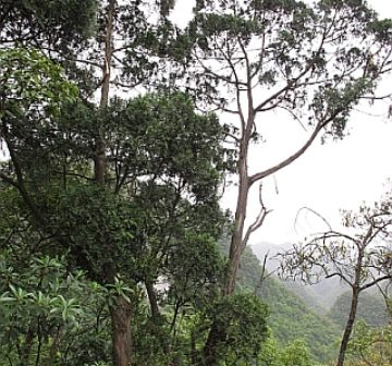 Mature tree, Guangxi