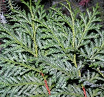 Adult foliage