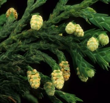 Male cones