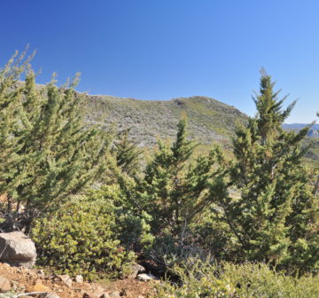 <p>California: San Diego Co; Cuyamaca</p>