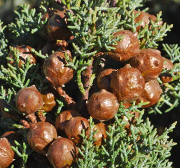 <p>California: San Diego Co; Cuyamaca (1st year cone)</p>