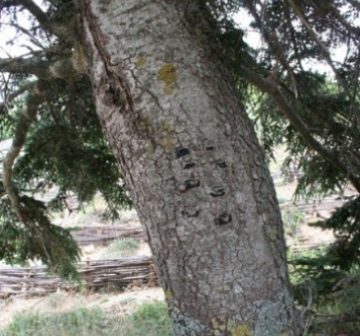 Mature tree in the wild