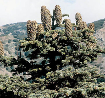 Mature female seed-cones