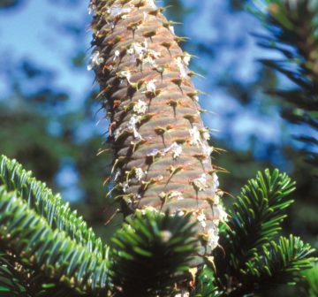 <p>Mature female cone<br /></p>