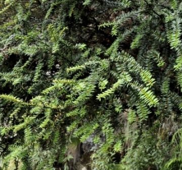<p>Foliage, Bijia Shan</p>