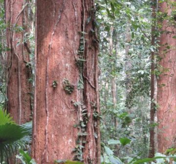 Old-growth trees, Nakai Plateau Lao PDR