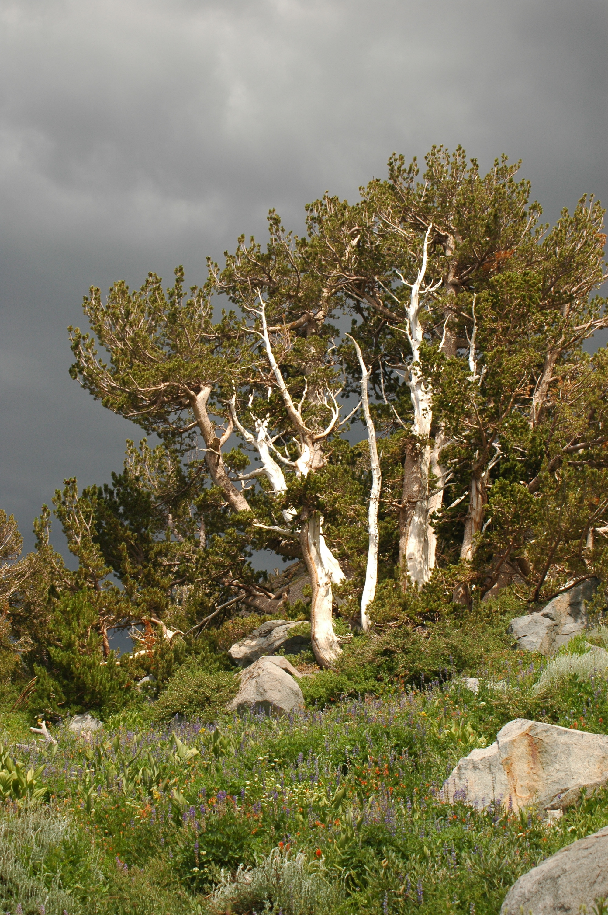 White pine rust blister фото 42