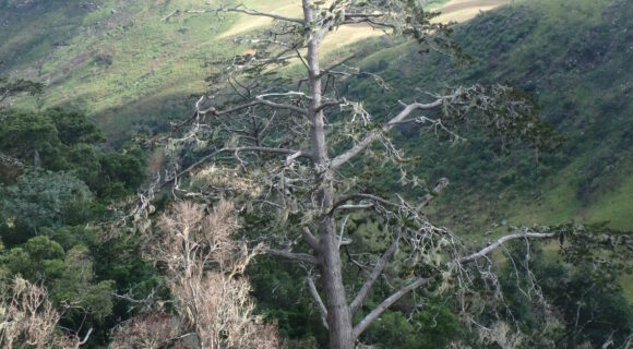 <p>Isolated tree of the Mulanje Cedar</p>