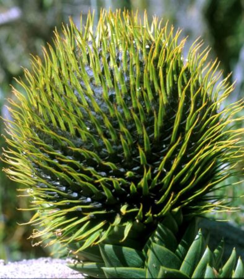 Mature female seed-cone