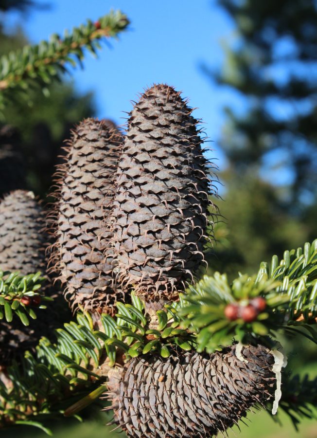 Cultivated Bedgebury Pinetum