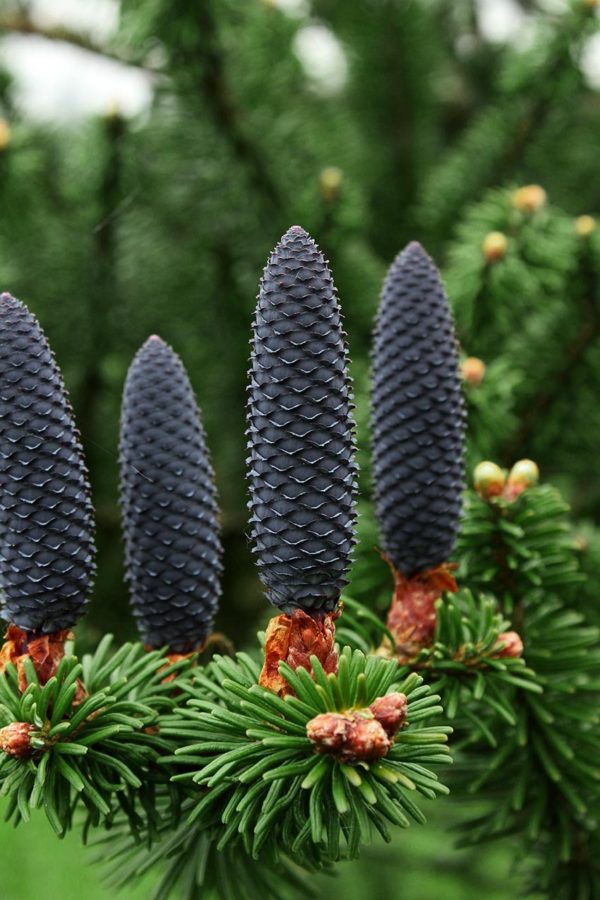 Cultivation, Bedgebury National Pinetum (immature female cones)