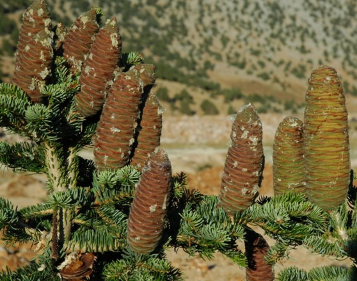 Female cones; Göksun Pass, Turkey