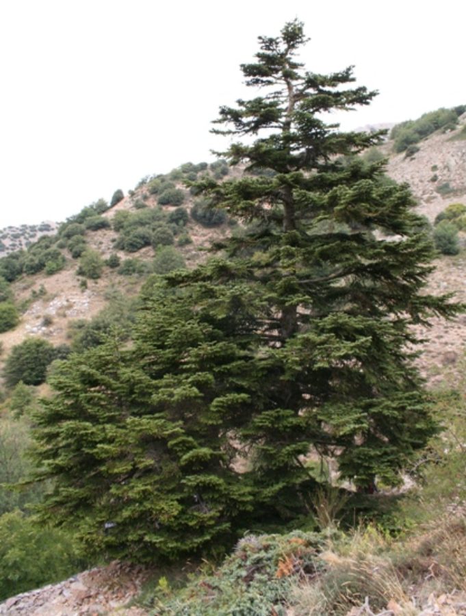 Mature tree on Mt. Scalone