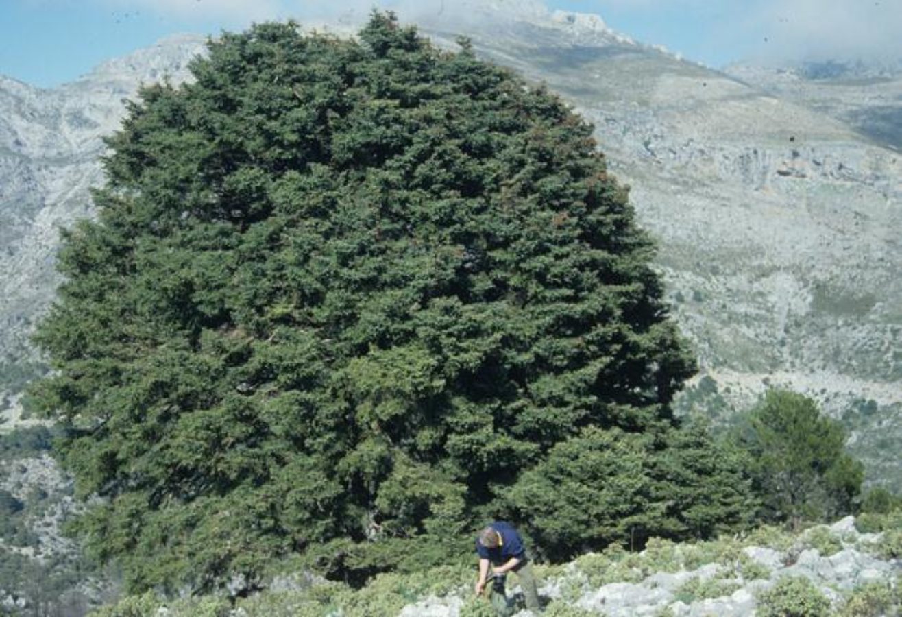 Atypical habit, Sierra de las Nieves, Spain