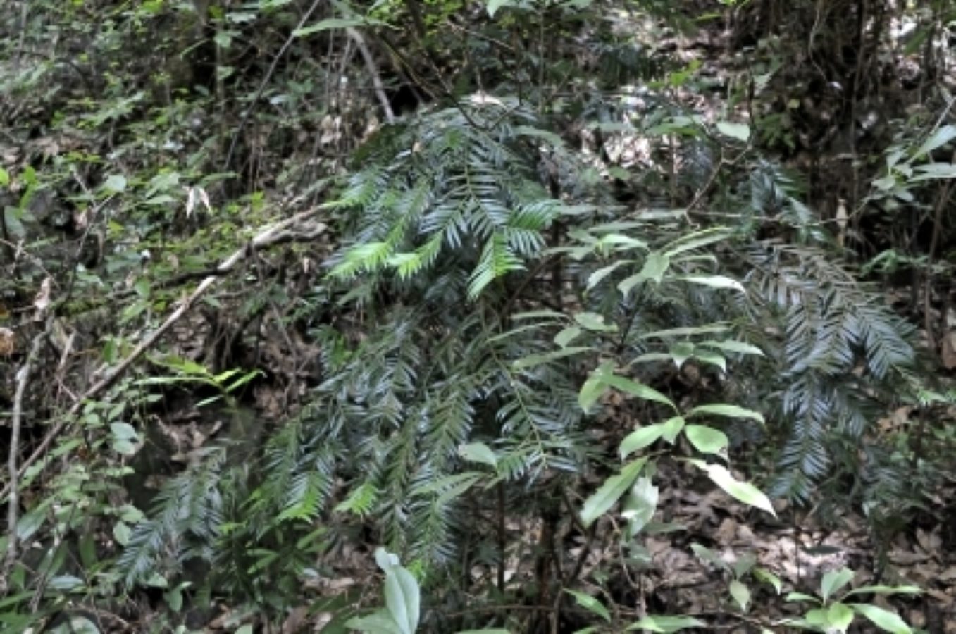 Amentotaxus foliage, Jinggangshan