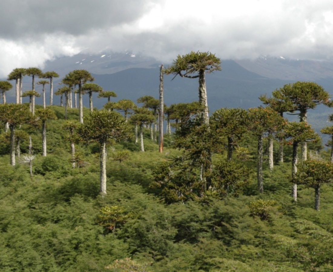 Nahuelbuta National Park and the Araucaria trees