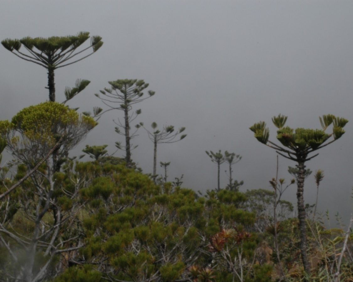 Araucariaceae  Plants of New Caledonia