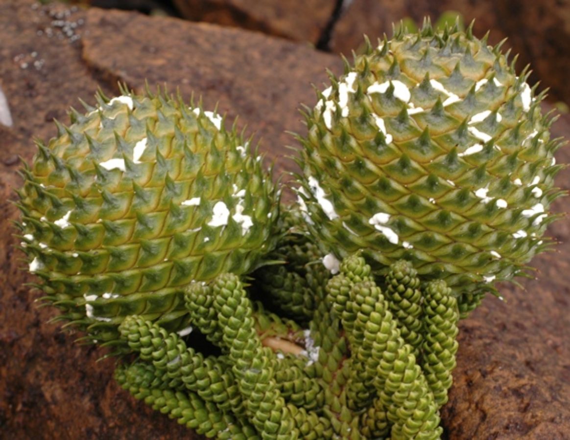 Mature seed-cones, Mt. Humboldt