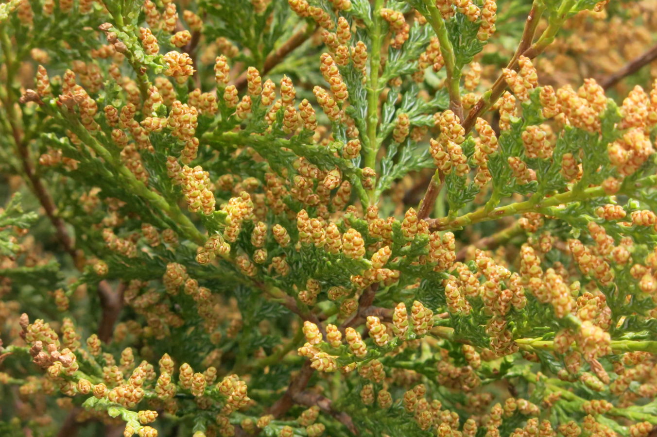 Male pollen cones