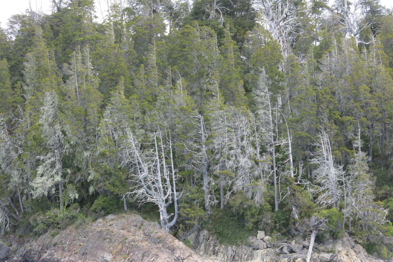 Dying trees due to Phytopthora austrocedrae  - Llao Llao, Argentina (2017)