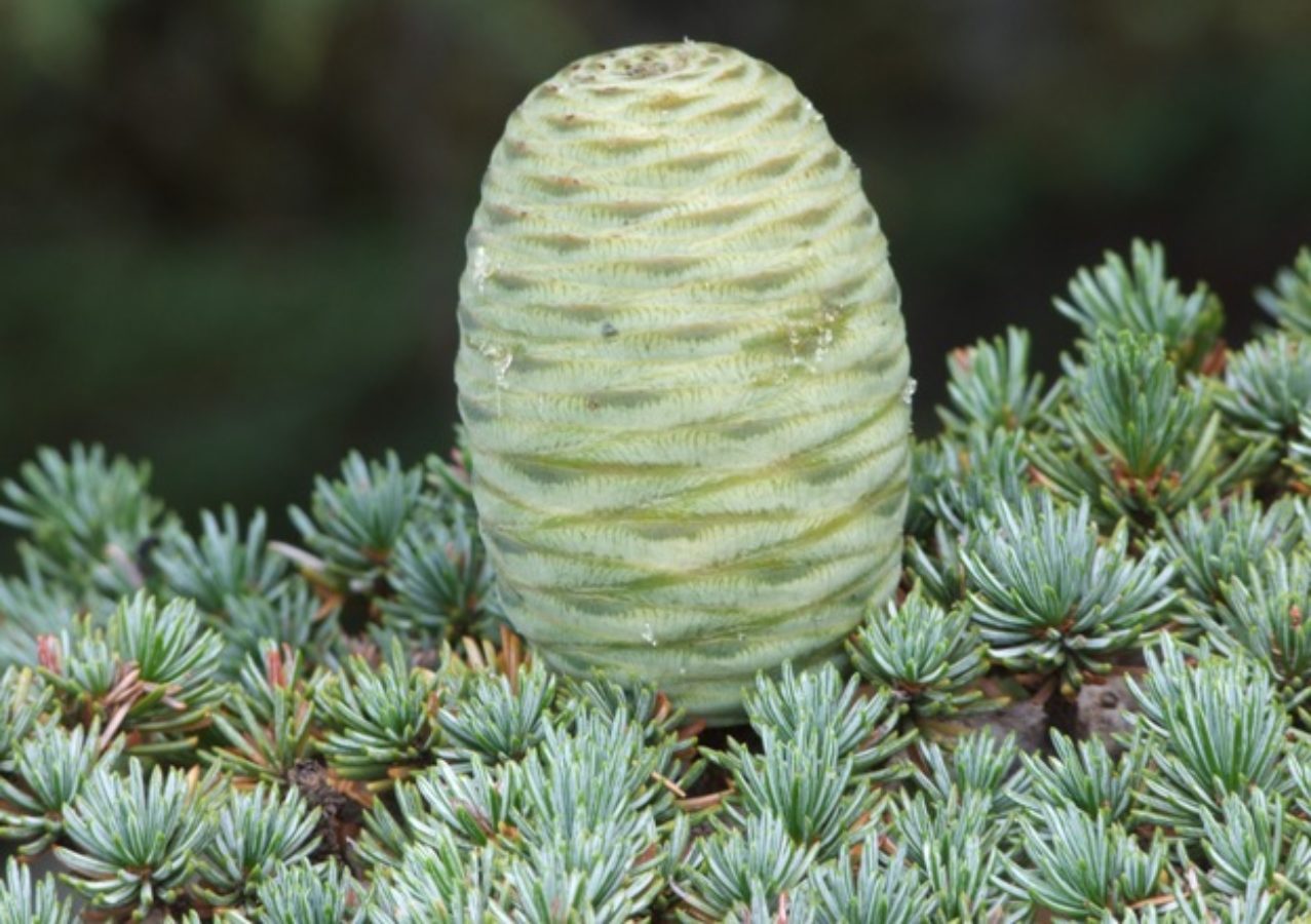 Two year old female cone