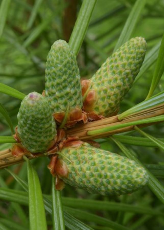 Immature male cones; Bedgebury Pinetum
