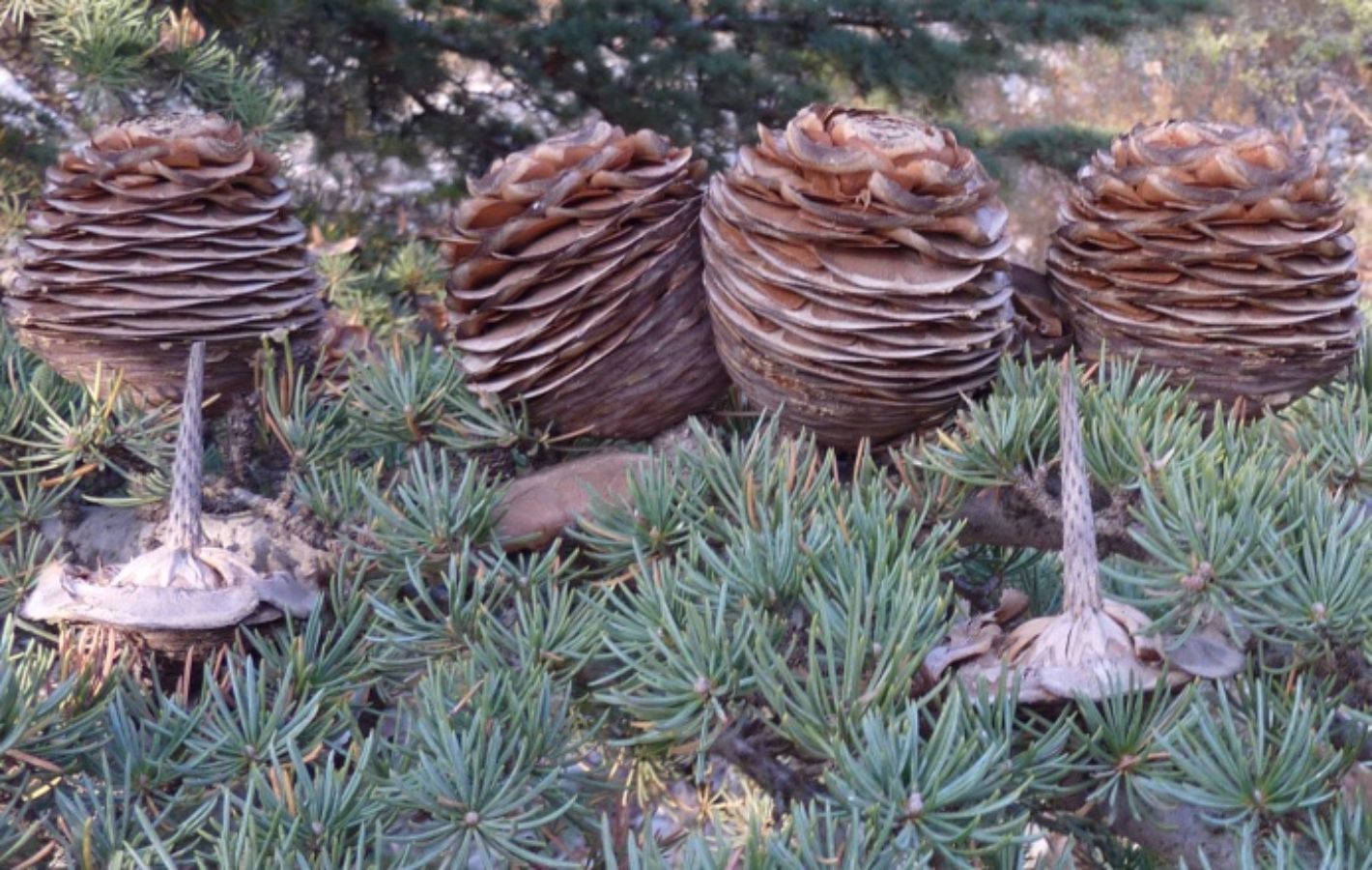 Female seed-cones – Lebanon