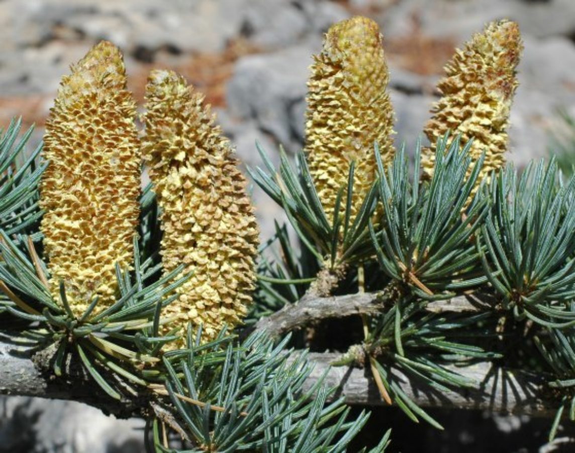 Male pollen-cones – Turkey