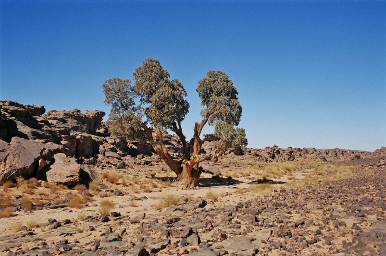 Trees in the Tassili Plateau, Algeria