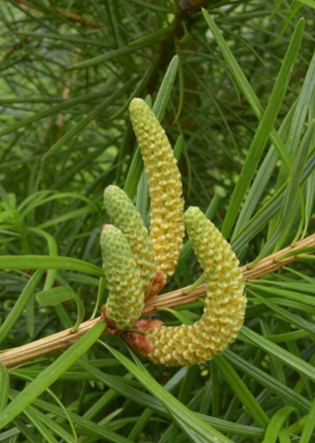 Mature male cones; Bedgebury Pinetum