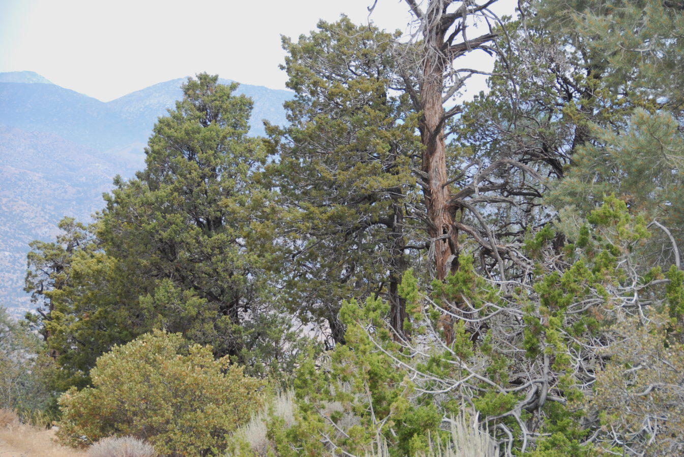 California: Sequoia National Forest; Bald Eagle Peak