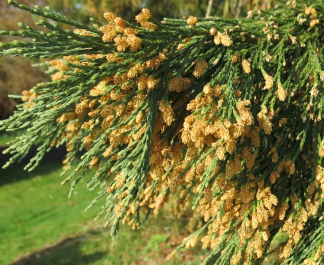 Pollen-shedding male cones