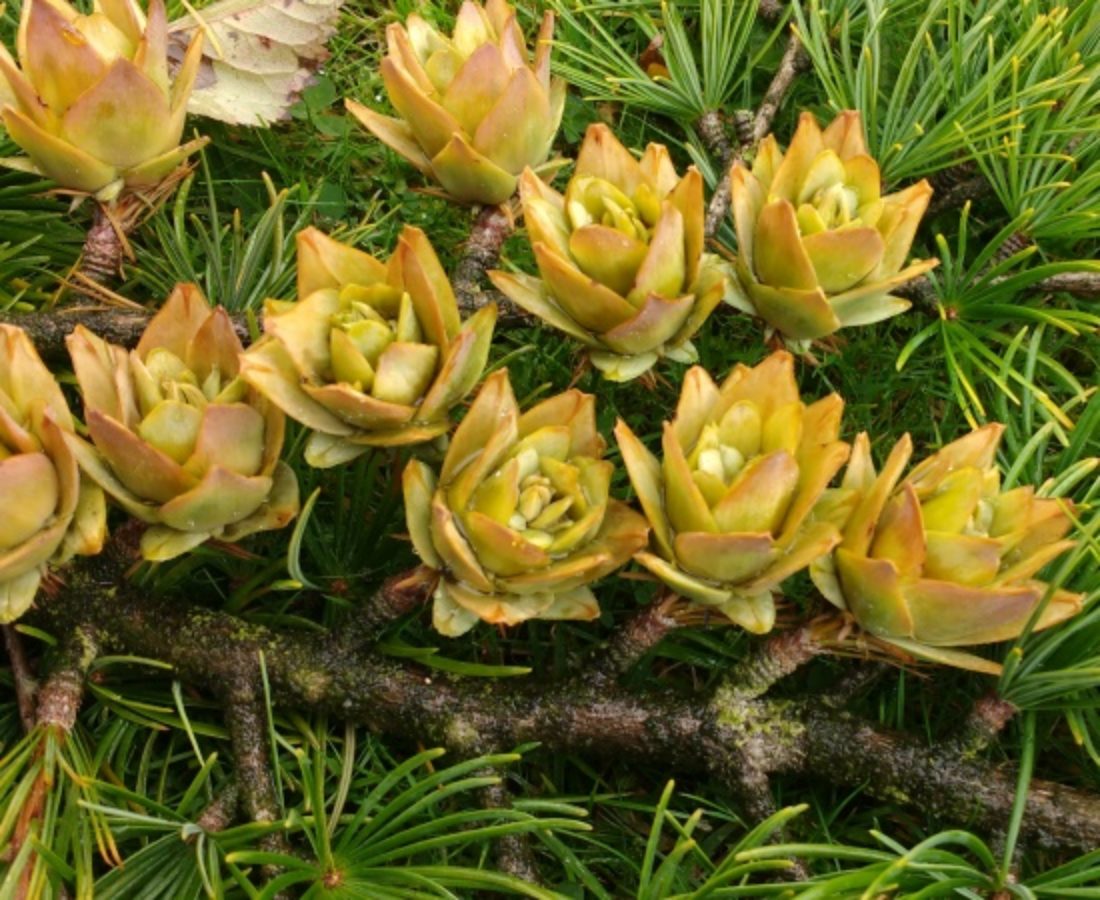 Mature seed cones, Bedgebury Pinetum