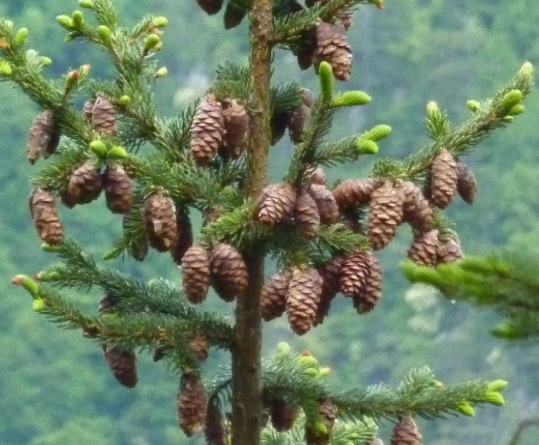 Female cones (March)