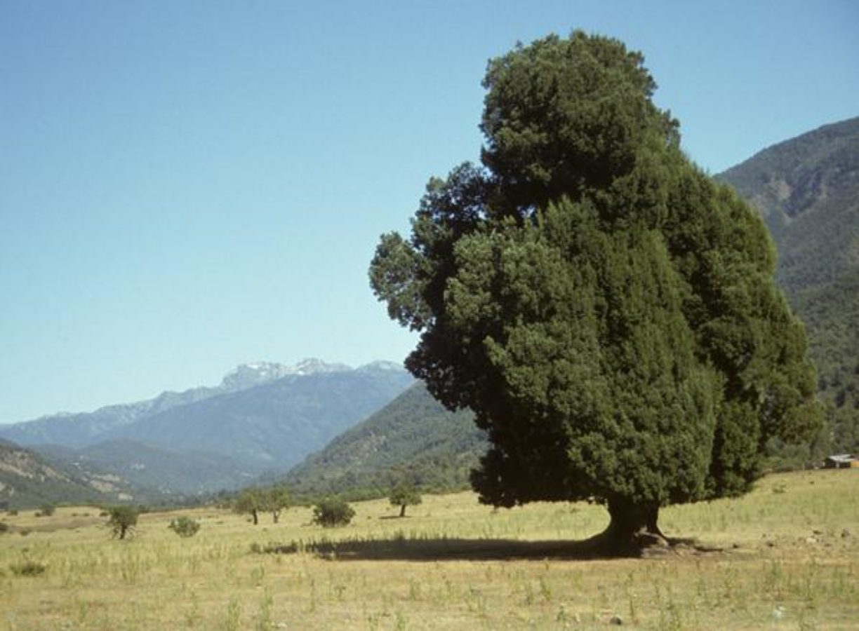 Old-growth tree in the Alto Biobío