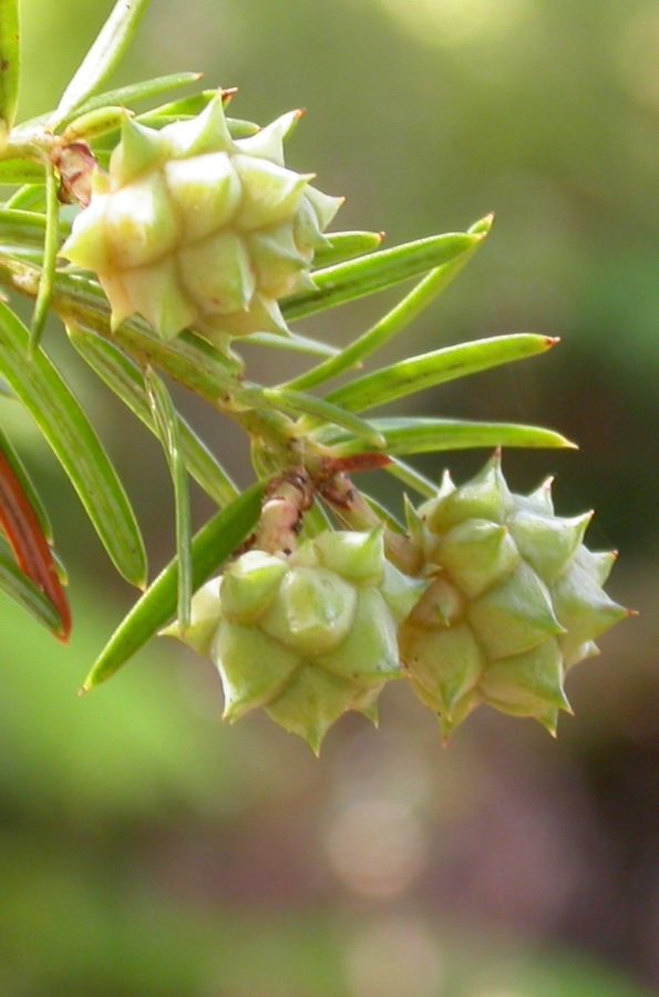 Developing female seed cones