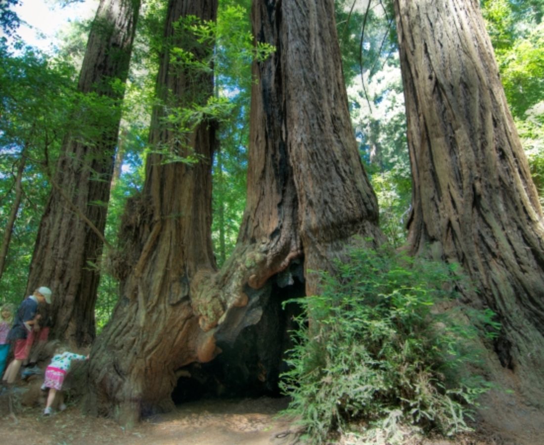 Henry Cowell State Park