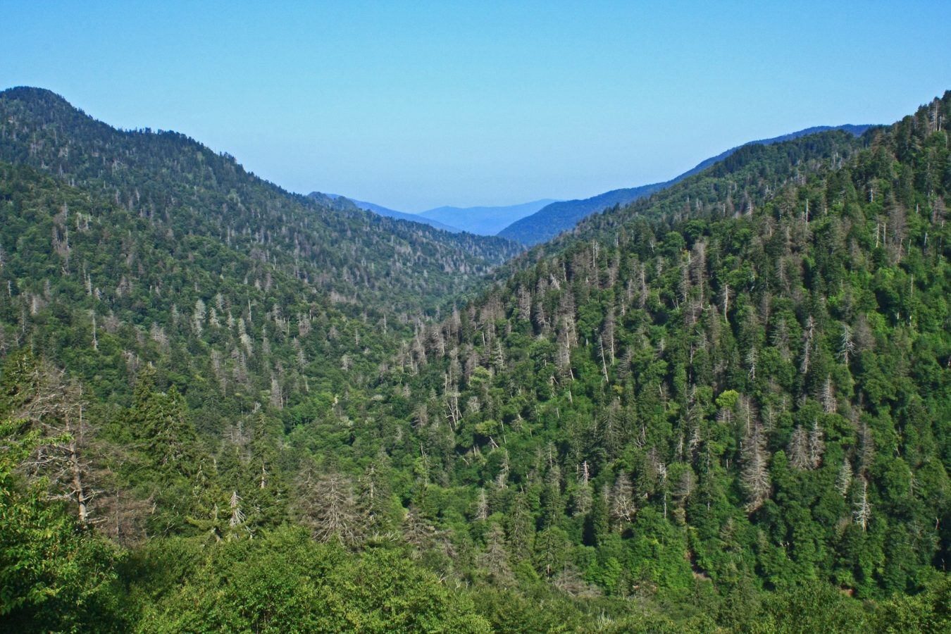 USA: Great Smoky Mountains National Park. Trees being killed by hemlock woolly adelgid (Adelges tsugae)