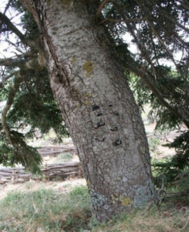 Mature tree in the wild