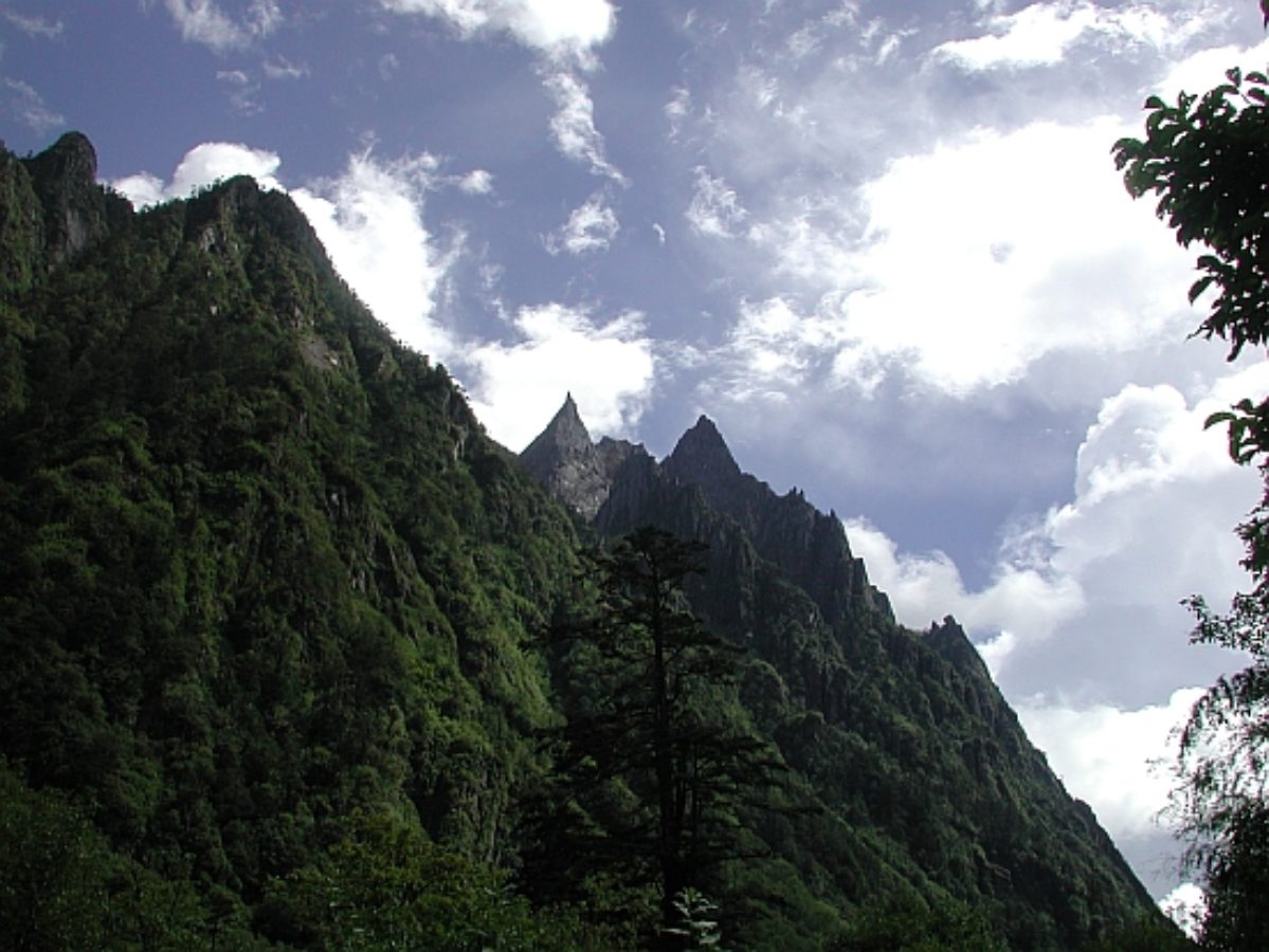 Abies in Nujiang Valley