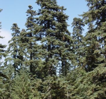 <em>A. pinsapo</em> var <em>marocana</em>