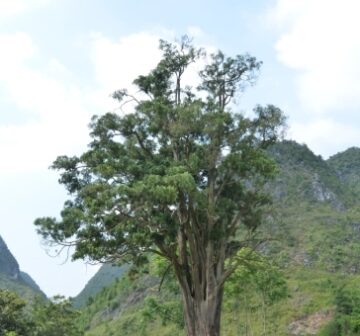 <p>Remnant tree, Guangxi (China)</p>