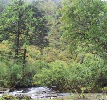 <p><em>Larix</em>, near Fugong, Gaoligongshan</p>