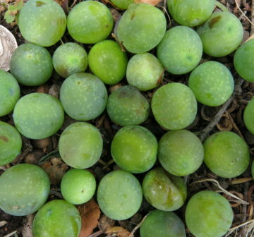<p>Mature female cones. San Fabian de Alico</p>