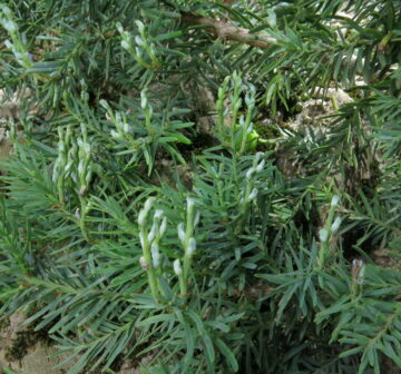 <p>Immature female cones. San Fabian de Alico<br /></p>
