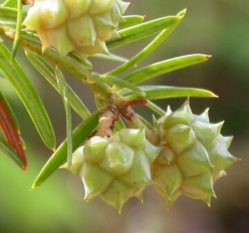 <p>Developing female seed cones<br /></p>