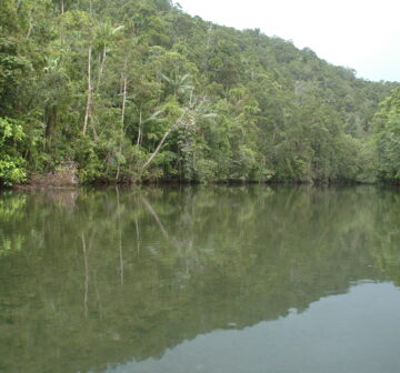 <p>Habitat. Santa Isabel Island, Solomon Islands</p>