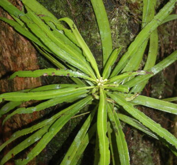 <p>Santa Isabel Island, Solomon Islands</p>