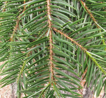 <p>Foliage upper surface, RBG, Edinburgh</p>